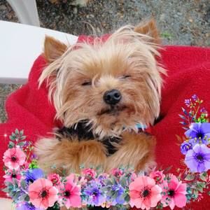 Meet your Posher, Misty